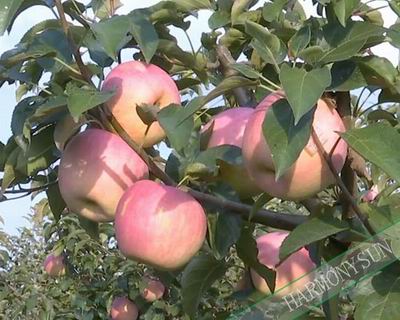 hanfu apple